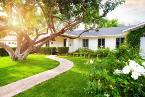 How tree roots damage your foundation